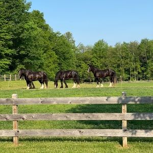 Meet your Posher, Kelly anne